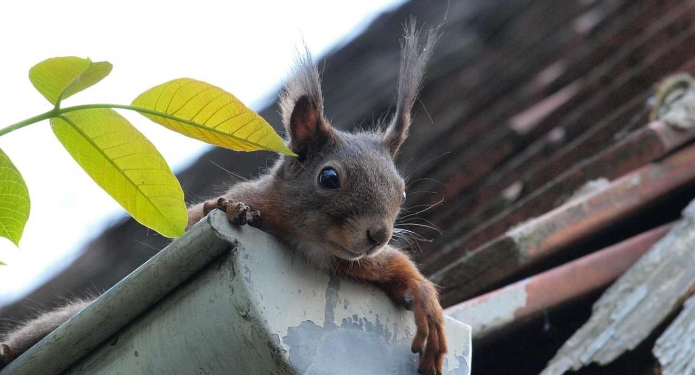 Vilette Couvreur 27 28 Gouttières